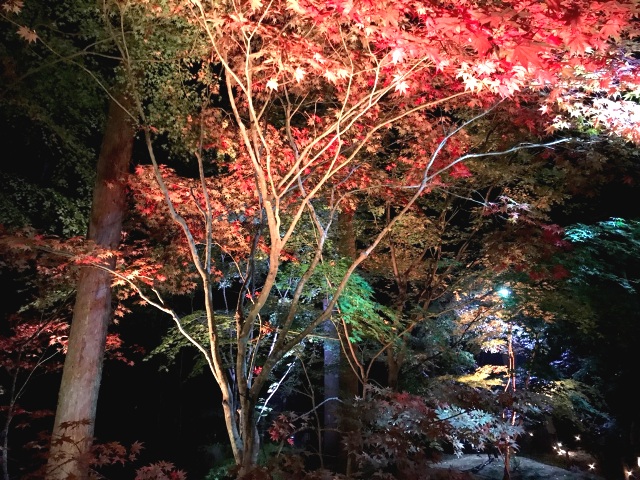 松島紅葉ライトアップ(∩´∀｀)∩
