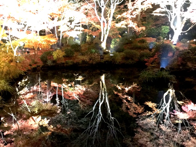 松島紅葉ライトアップ(∩´∀｀)∩